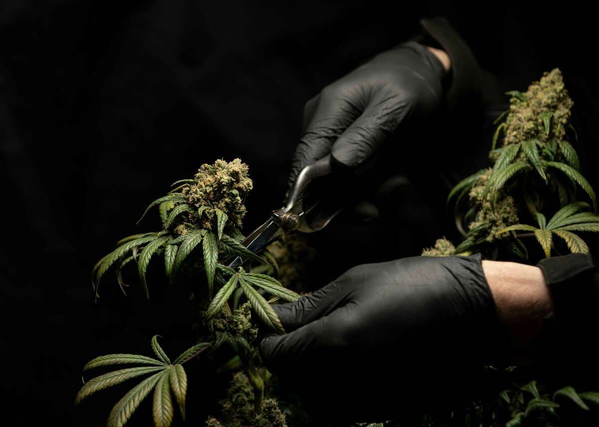 Cannabis and Arthritis Can It Help With Joint Pain and Inflammation?