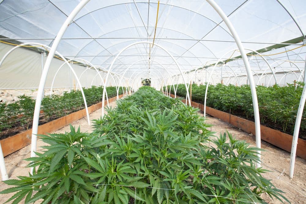 The Basics of Cannabis Cultivation