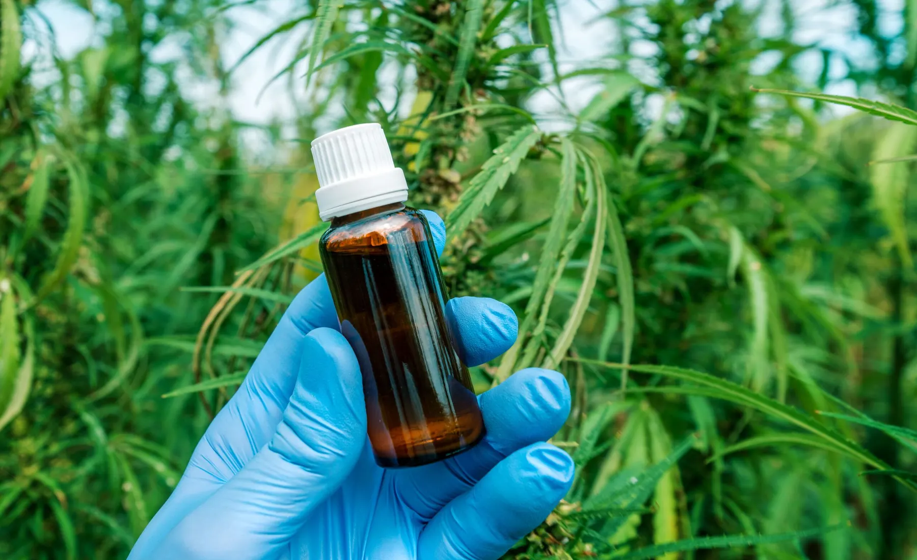 Solvent-Based vs. Solventless Cannabis Extracts