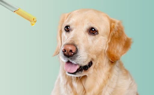 Nevada Becomes First State to Allow Veterinary CBD Treatment