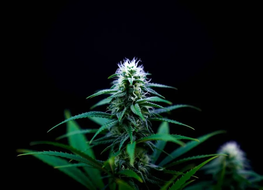 Does Cannabis Help With Chronic Pain and Inflammation?