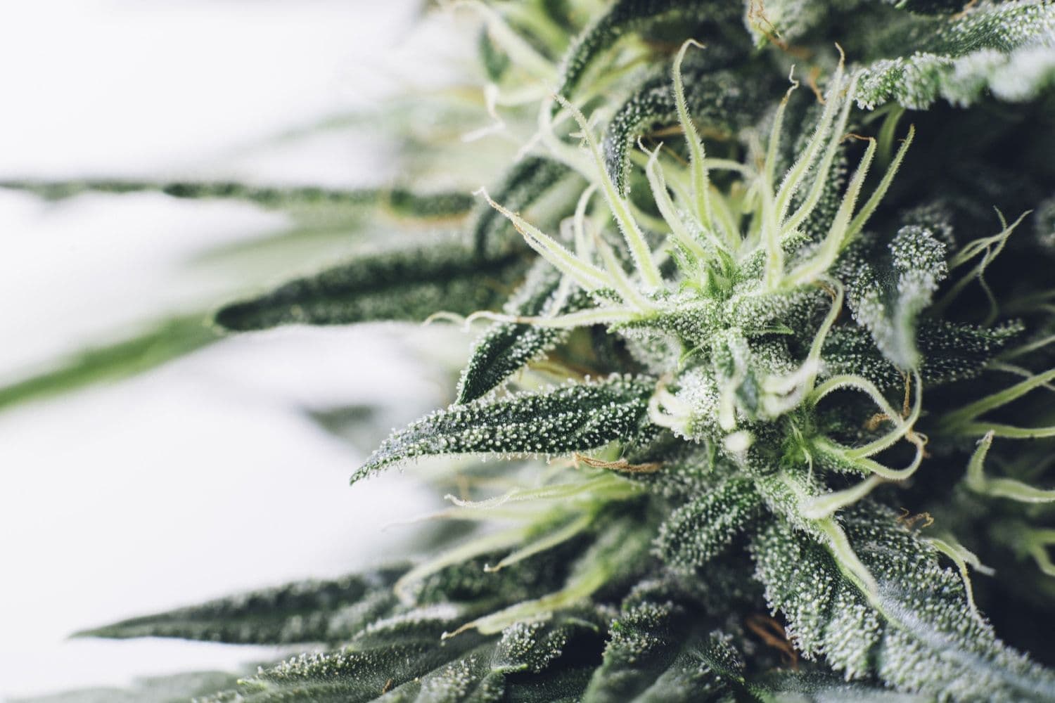 Indica, Sativa, & Hybrids: What They Are & What It Means for You