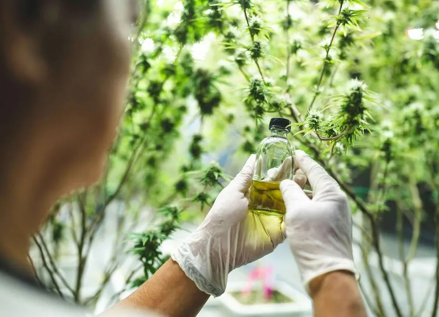 Cannabis and Migraines: What Patients Are Finding and What the Research Shows?