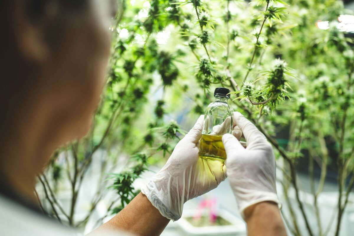 Cannabis and Migraines: What Patients Are Finding and What the Research Shows?