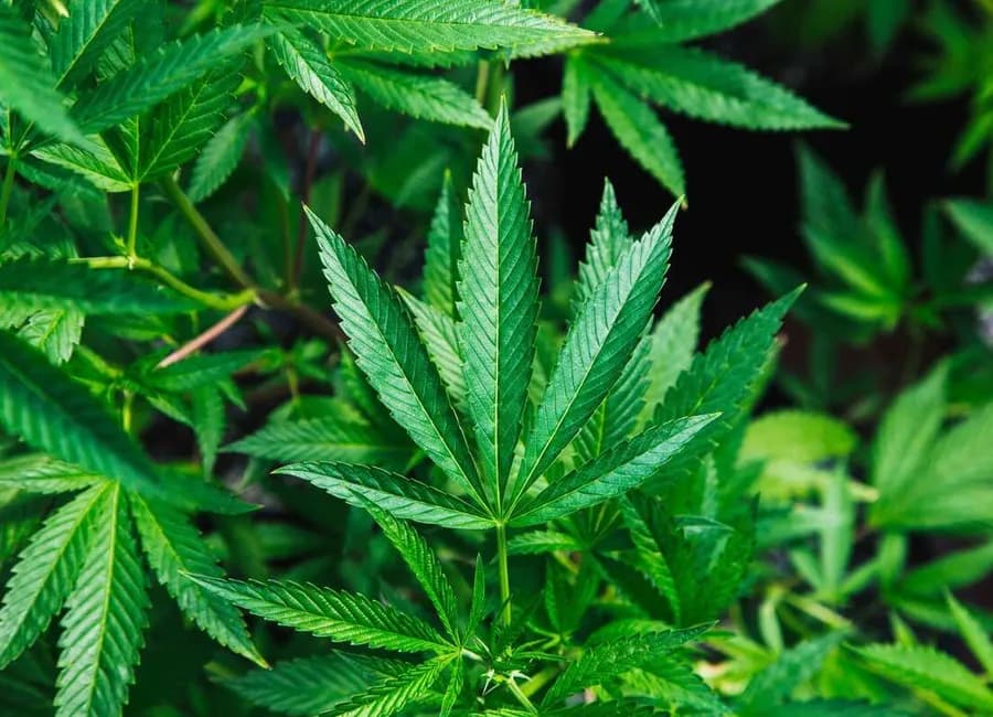 Why Does Weed Make Your Eyes Red and How Can You Reduce It?
