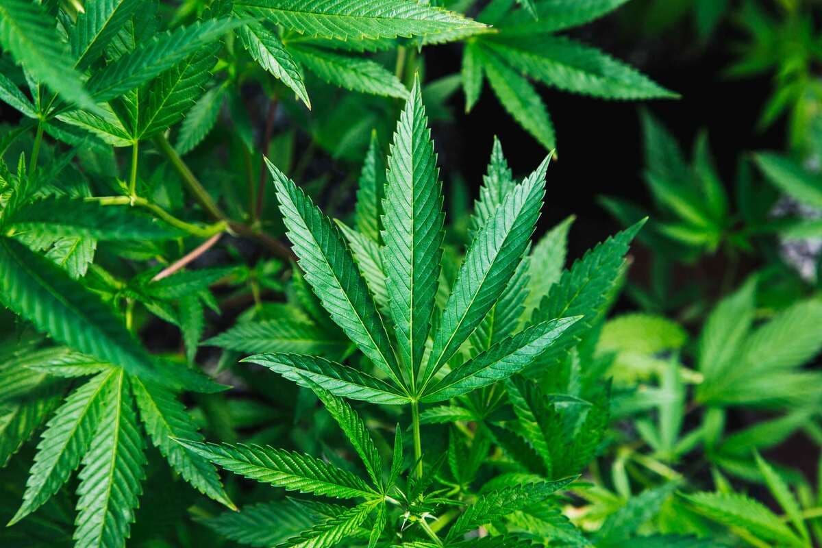 Why Does Weed Make Your Eyes Red and How Can You Reduce It?