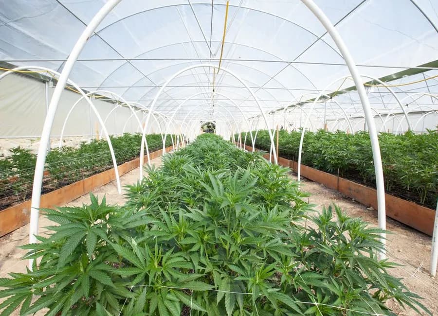 The Basics of Cannabis Cultivation
