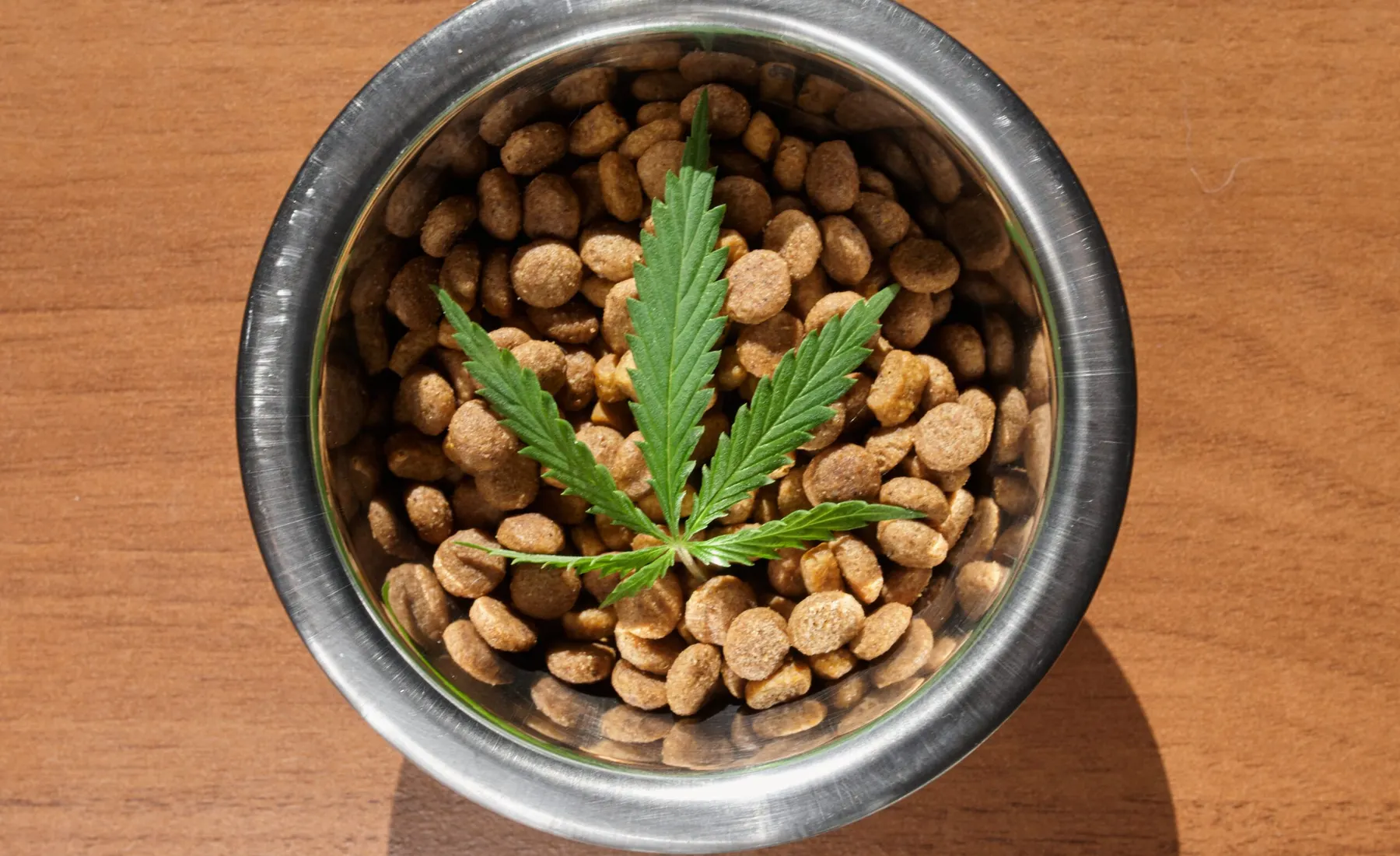 Is CBD Safe for Your Pets?