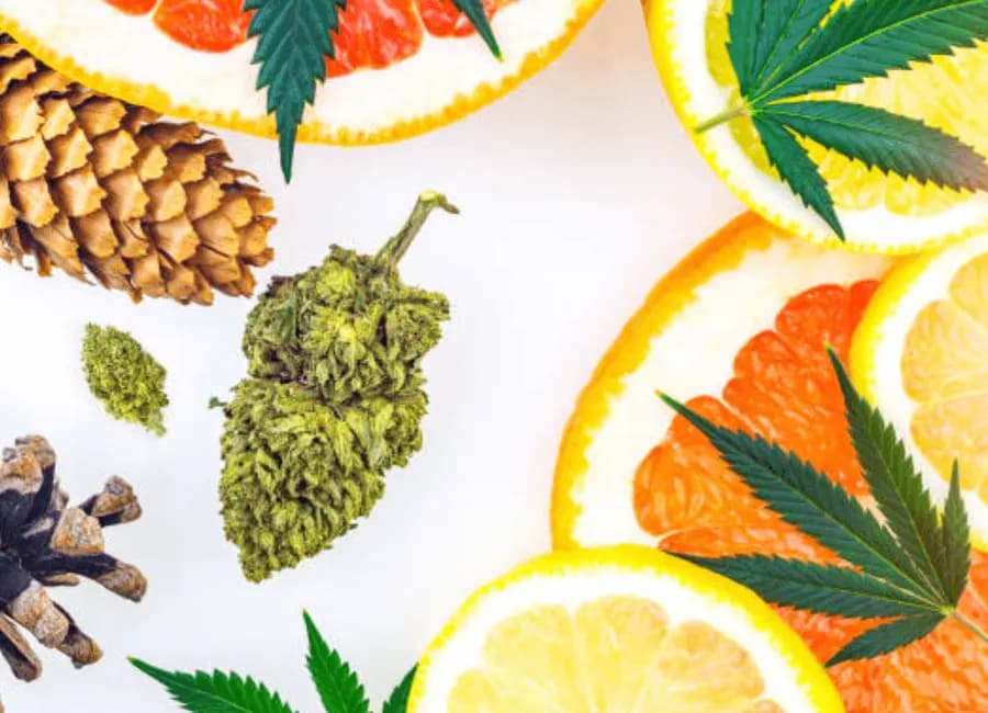 The Complete Guide to Cannabis Terpenes: Effects, Benefits & Strains