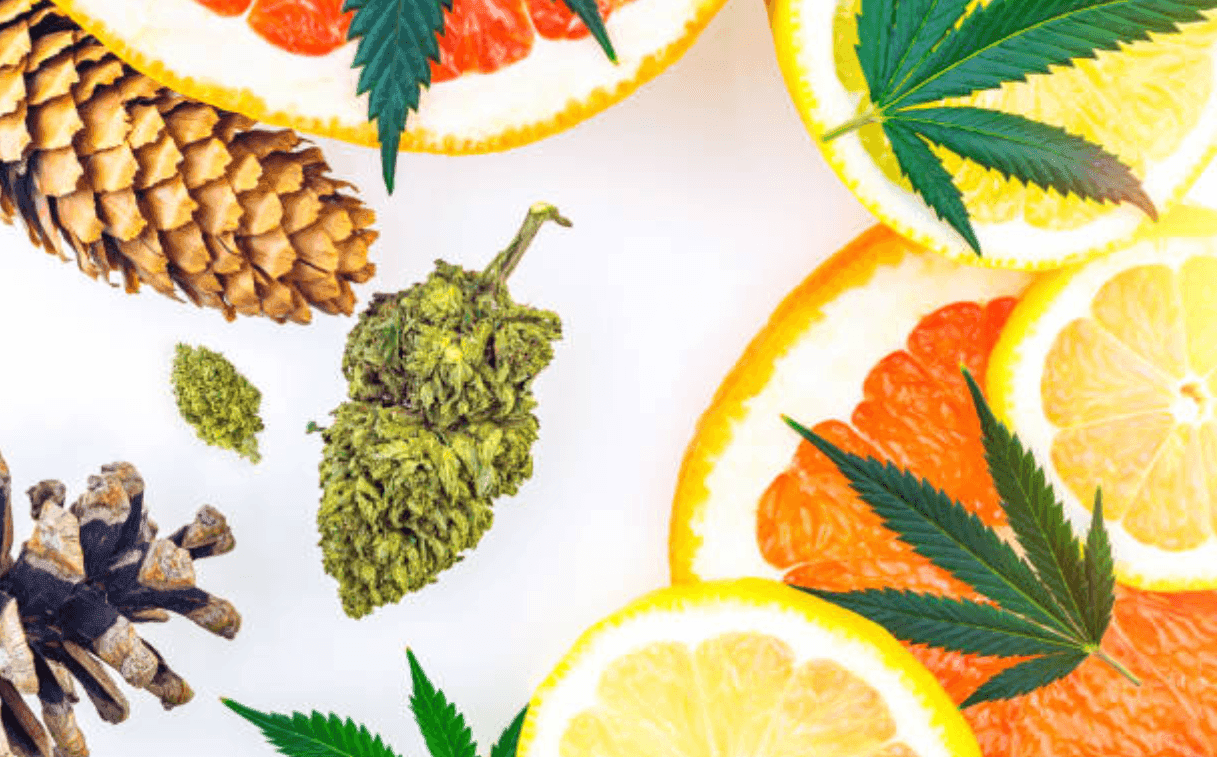 The Complete Guide to Cannabis Terpenes: Effects, Benefits & Strains
