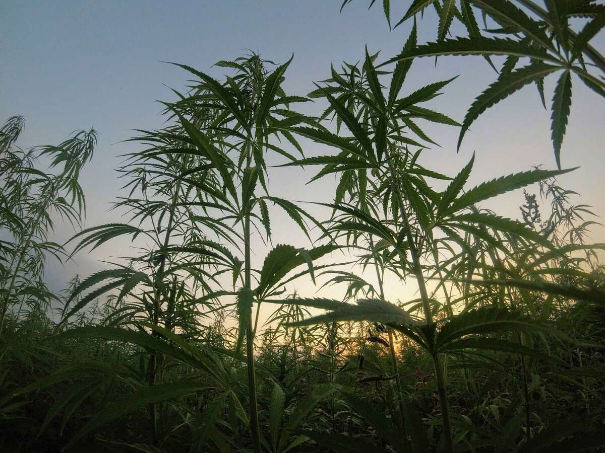 Can States Still Regulate Hemp? How the 2025 Federal Ban Overrides Local Cannabis Laws