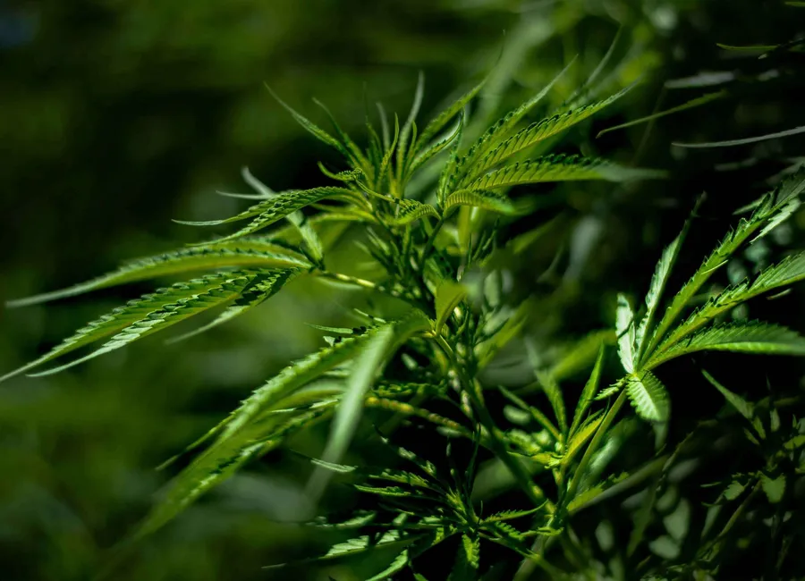 Why Does Cannabis Cause Cottonmouth and How Do You Treat It?