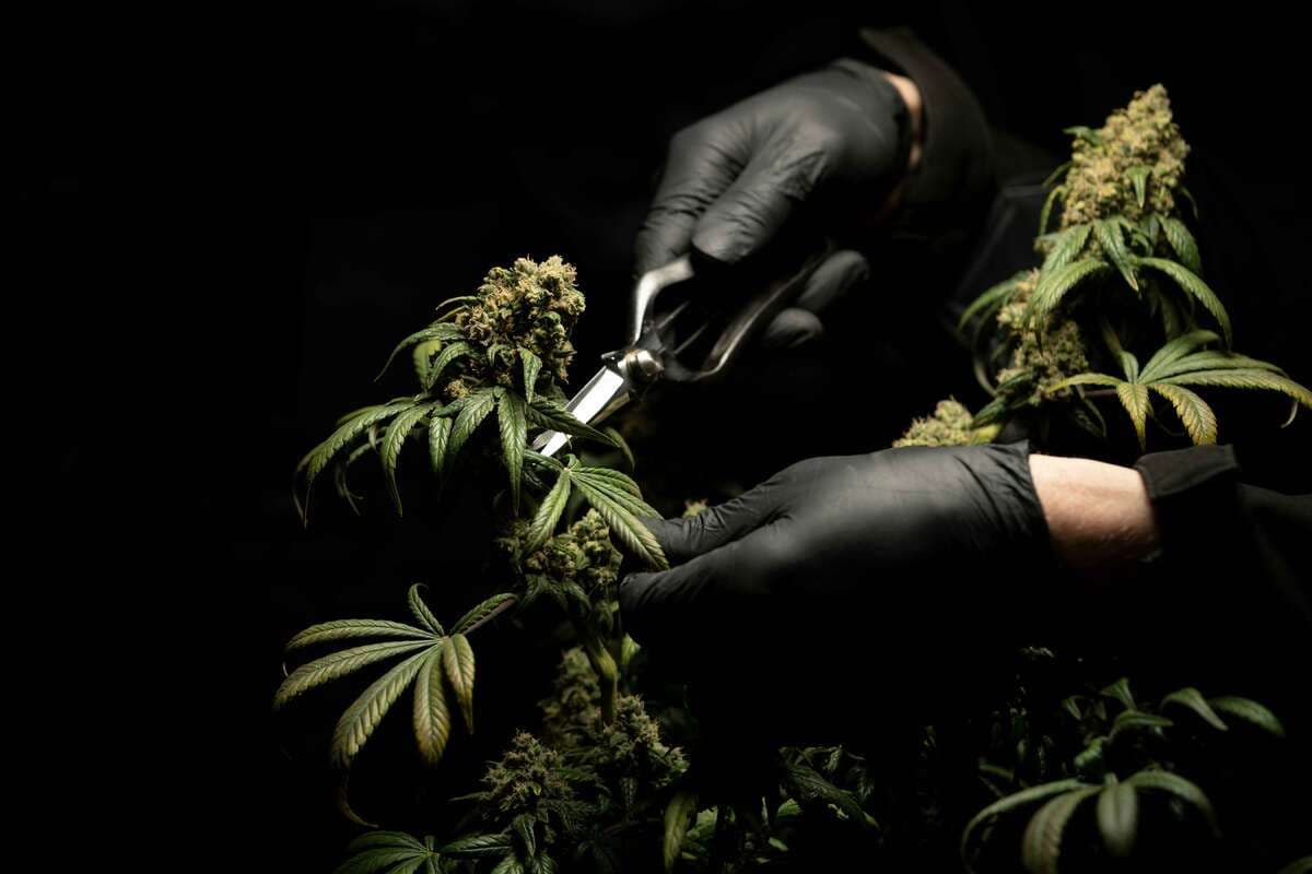 What Is the Difference Between Sativa, Indica, and Hybrid Strains?