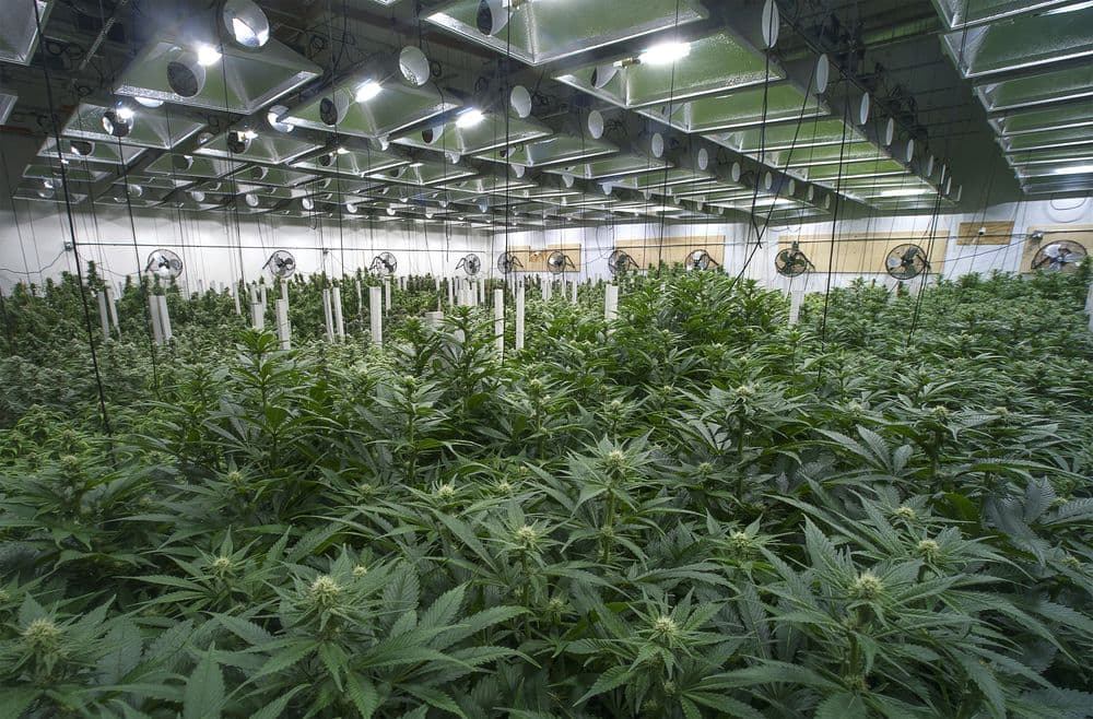 Seed-to-Sale: How Cannabis Ultimately Reaches the Sales Floor