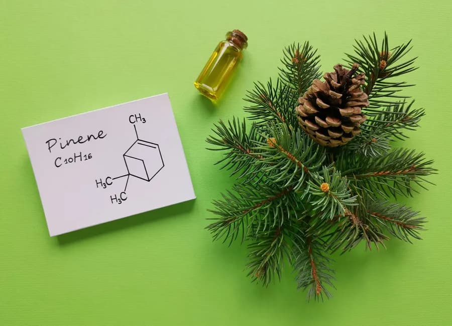 5 Ways Terpenes Can Improve Your Health
